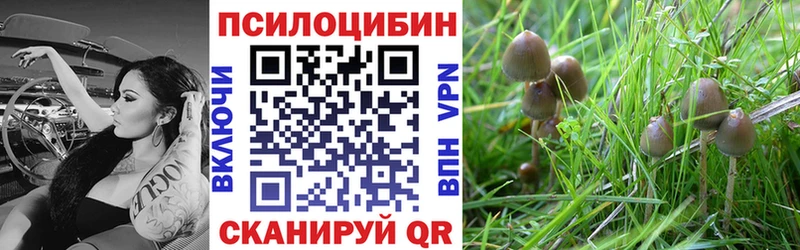 как найти закладки  Вязьма  Псилоцибиновые грибы GOLDEN TEACHER 